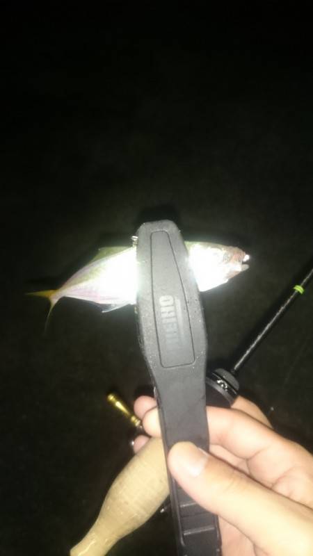 アジング釣行記