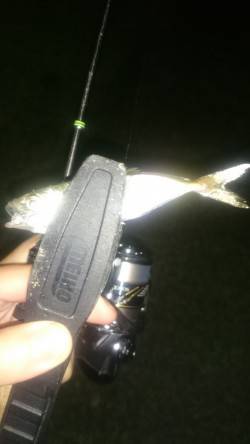 アジング釣行記