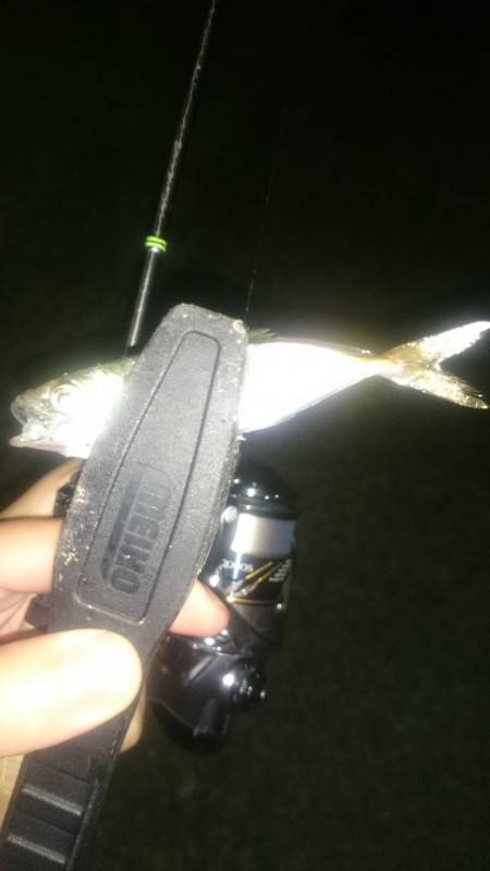 アジング釣行記