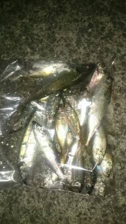 アジング釣行記
