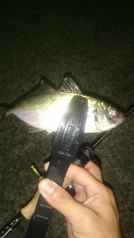 アジング釣行記