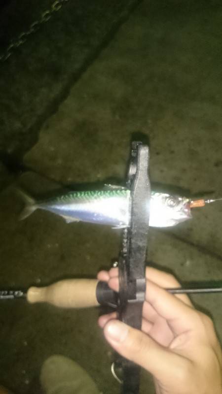 アジング釣行記