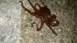 ゆったり夜釣り