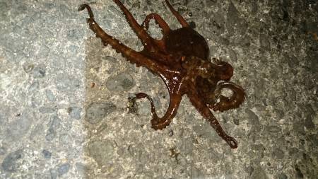 ゆったり夜釣り