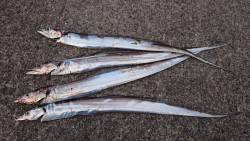 タッチョの試練