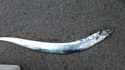 タチウオの連休