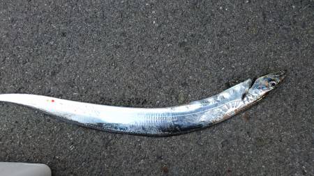 タチウオの連休