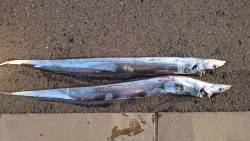 やっとのタッチョ