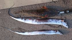 マゴチ GETだぜ！