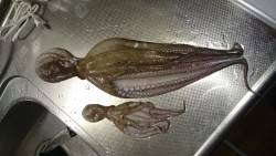 深夜のたこつり