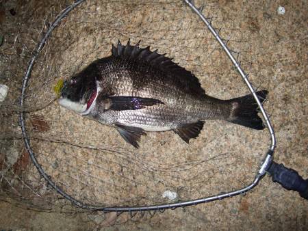 今年、初チヌ！