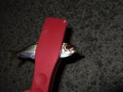 久々のアジング