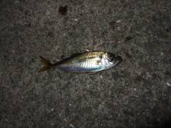 メタルジグで初ゲット