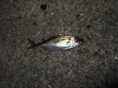 メタルジグで初ゲット