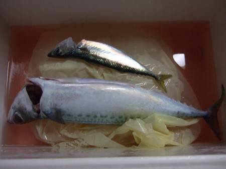 大サバは釣れるか?