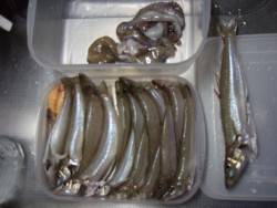 今年最大のキスは２６㎝。