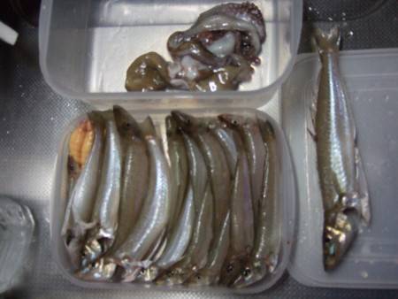 今年最大のキスは２６㎝。