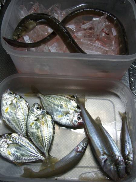 アジ　あじ　鯵