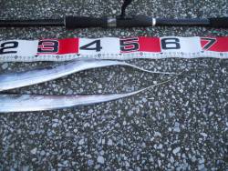 早朝~タチウオのウキ釣り