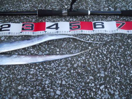 早朝~タチウオのウキ釣り