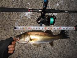 タチウオの群れは少なめか…