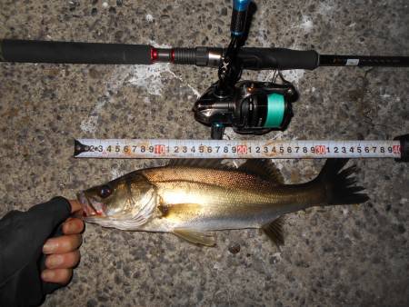 タチウオの群れは少なめか…