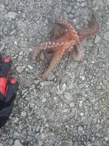 タコ釣れた