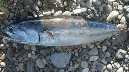 ショアジギング釣行