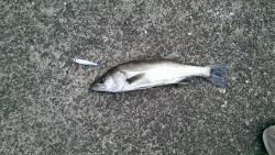 岸壁ジギング初釣果