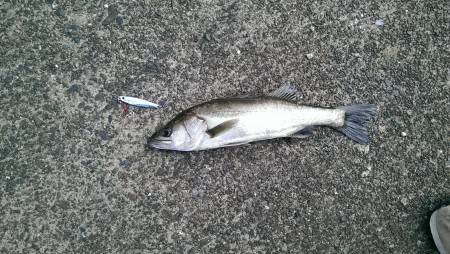 岸壁ジギング初釣果