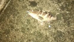 ロックフィッシュ