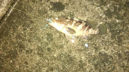 ロックフィッシュ