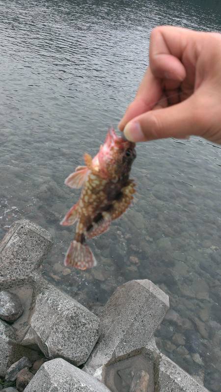 アジング／其の四