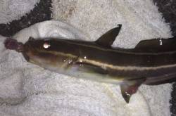 流し釣りでキビレ！