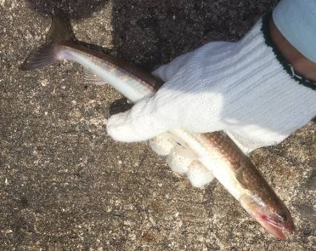 ボウズは逃れた。。