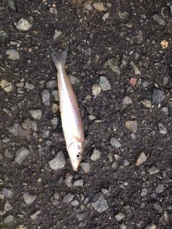 タチウオには早かったか