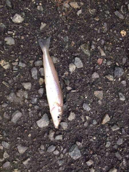 タチウオには早かったか