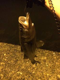 今年初シーバス