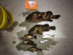 アジングですが…