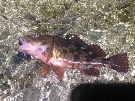 仕掛けかれている網にやられっぱなし…