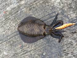 久しぶりのエギング