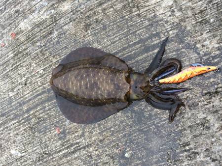 久しぶりのエギング