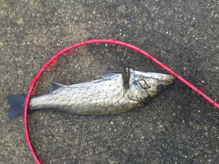 仕事前に少しシーバス