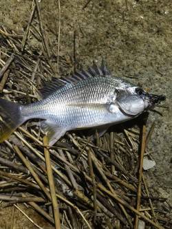 何とかかんとか