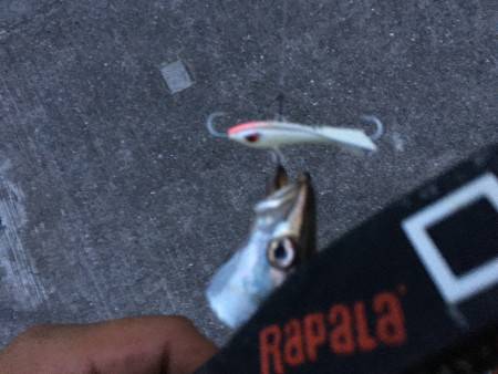 アオリンゲット