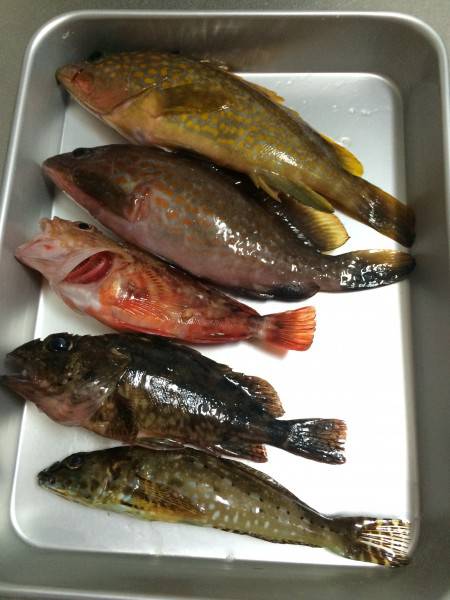 日本海ロックフィッシュ釣行(朝の部)