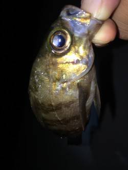 マメ…アジング