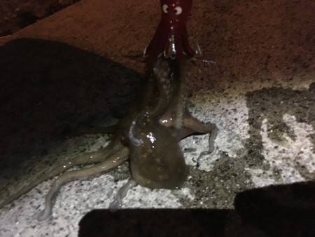 タコ釣り
