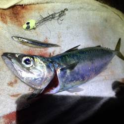 鬼のように渋い、、、