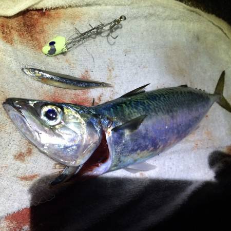 鬼のように渋い、、、